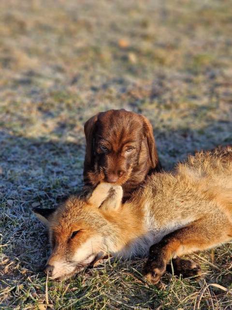 wire haired dachshund