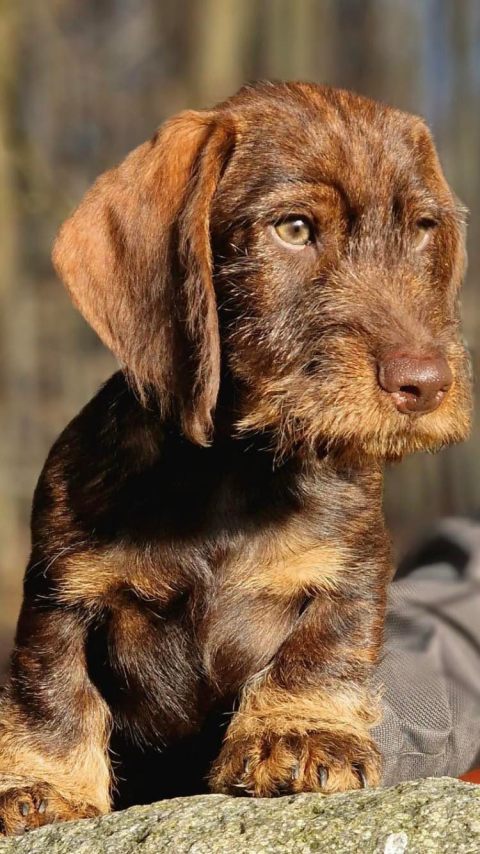 wire haired dachshund